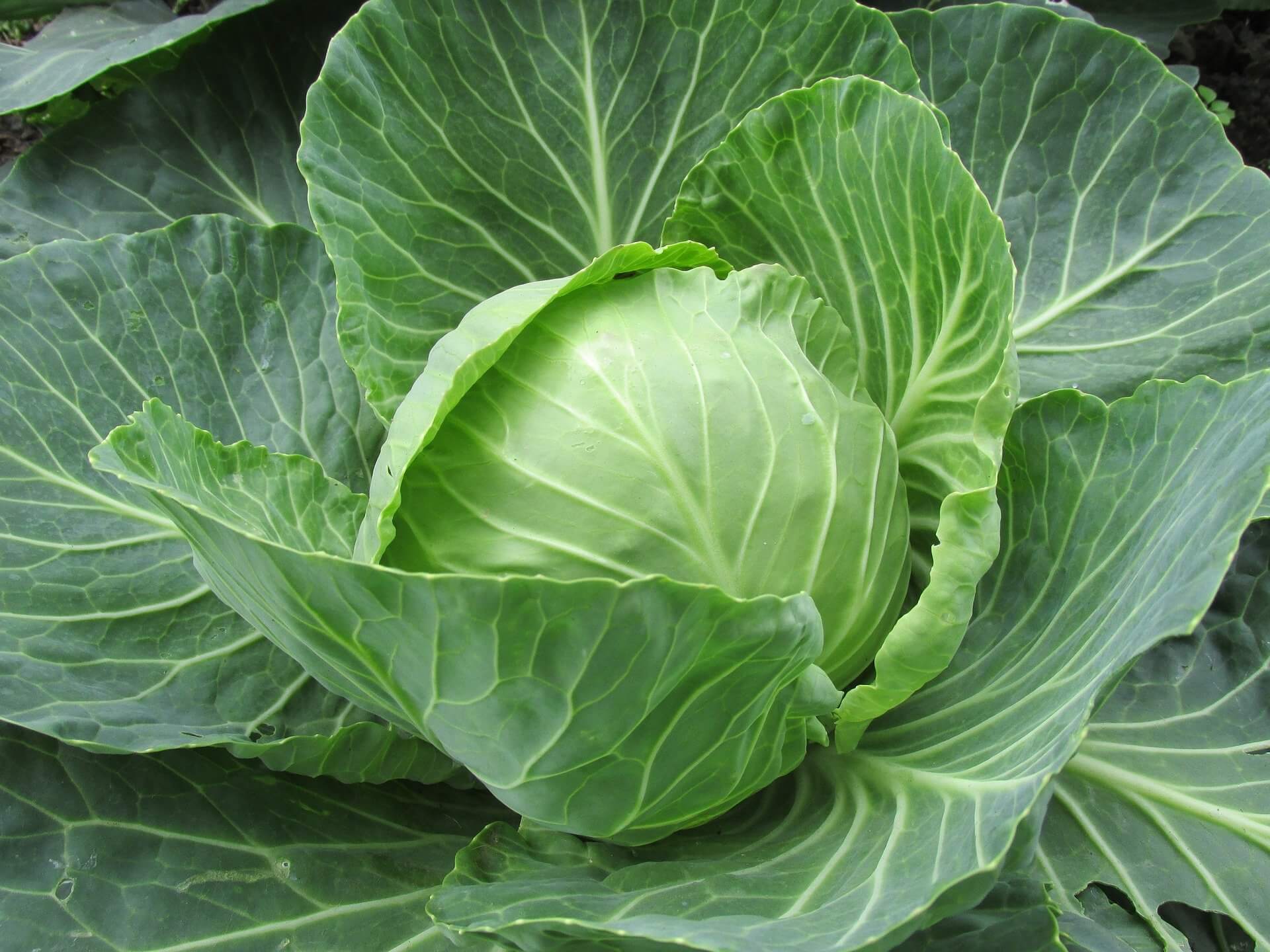 Brassica oleracea - капуста Огородная