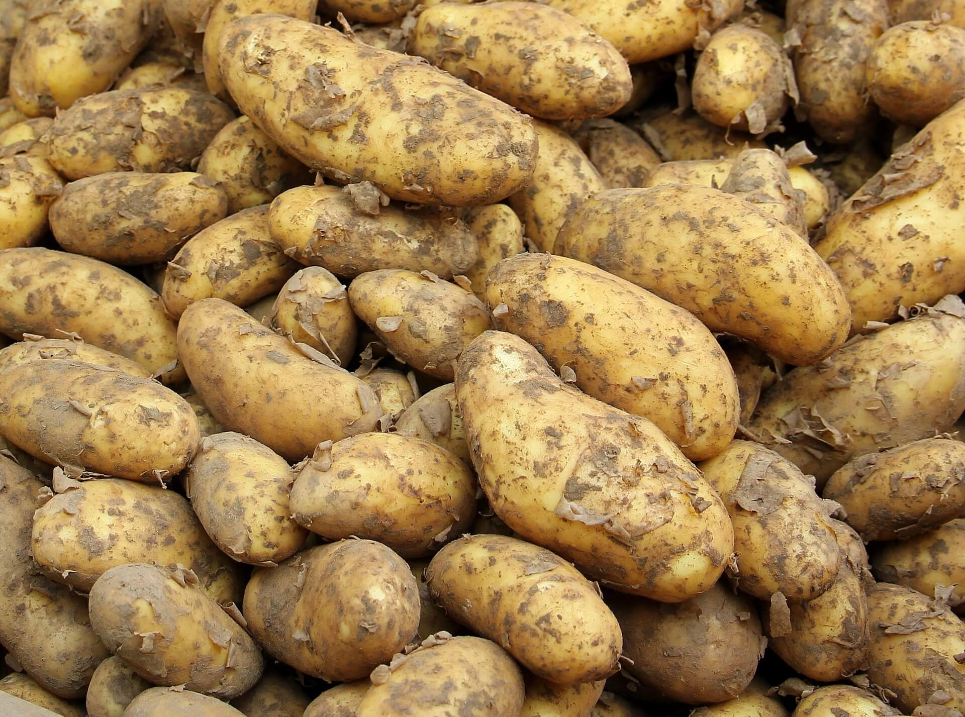 Сертификация картофеля